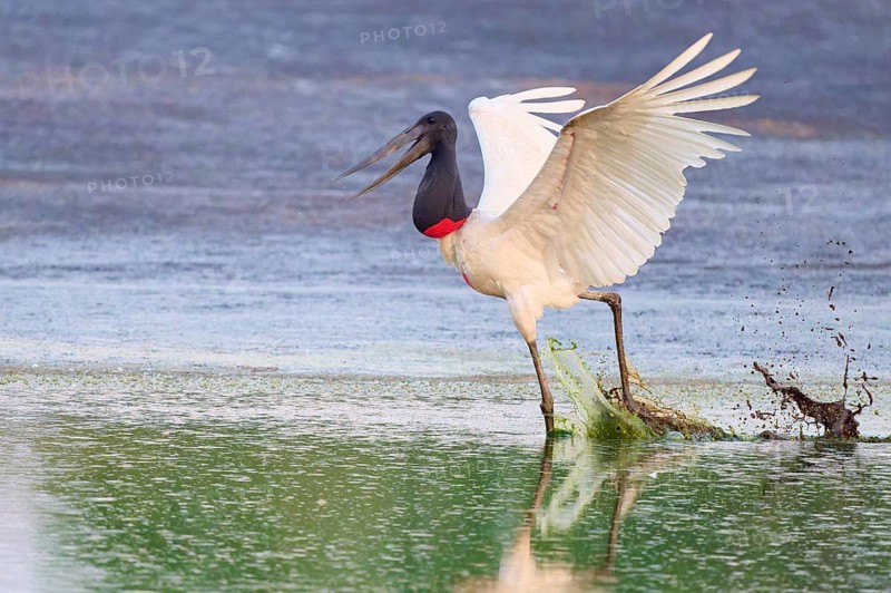 A bird energetically pushes off from the water, its wings wide open, Jabiru (Jabiru mycteria), Pantanal, Mato Grosso, Brazil