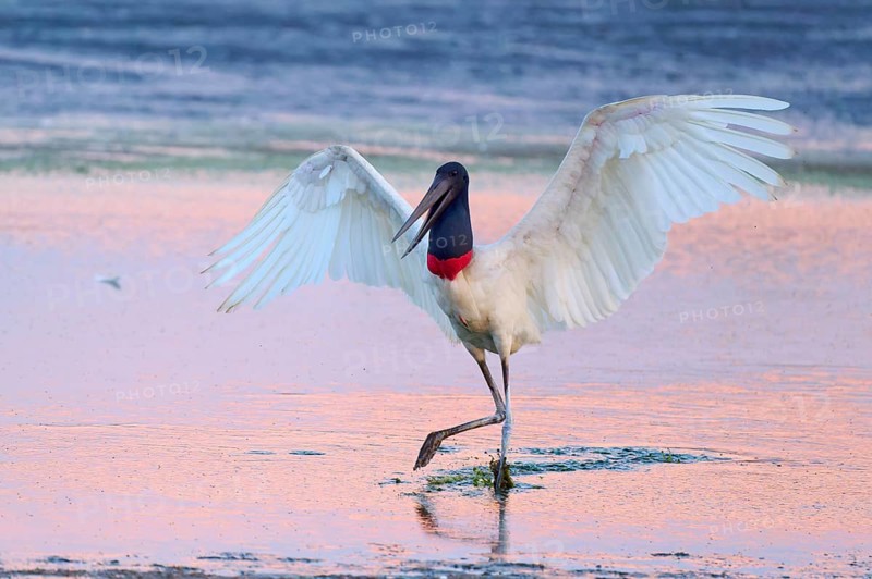 A Jabiru with spread wings in shallow water at sunset, Jabiru (Jabiru mycteria), Pantanal, Mato Grosso, Brazil