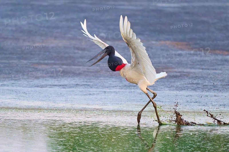 A bird dynamically pushes off from the water, splashing water surrounds it, Jabiru (Jabiru mycteria), Pantanal, Mato Grosso, Brazil