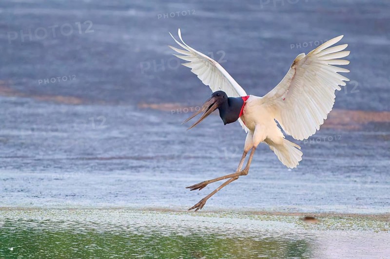 A bird leaps dynamically in the water, its wings spread wide, Jabiru (Jabiru mycteria), Pantanal, Mato Grosso, Brazil