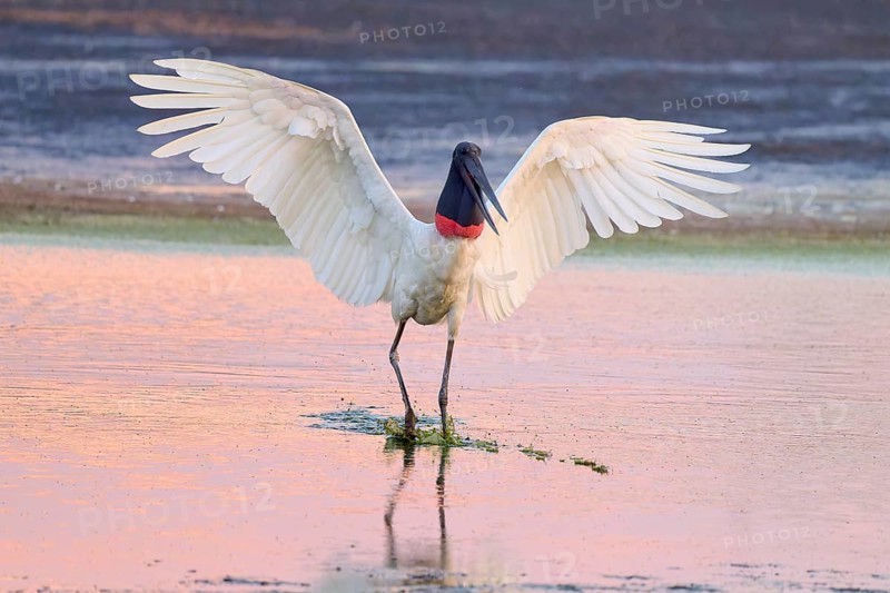 A large bird with outstretched wings stands in the calm water in the evening light, Jabiru (Jabiru mycteria), Pantanal, Mato Grosso, Brazil