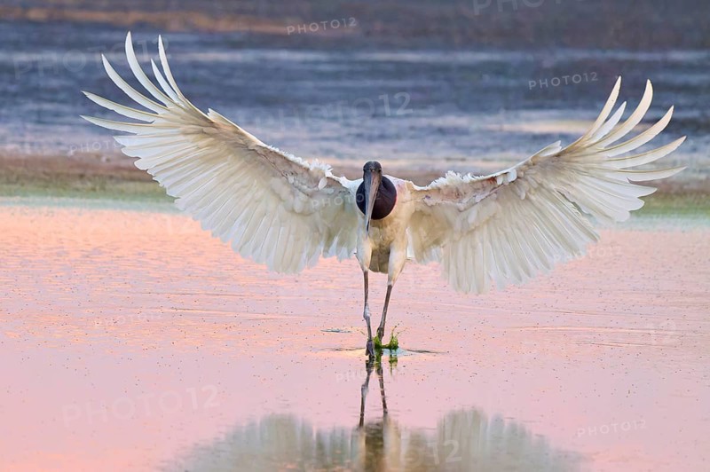 A large bird with outstretched wings stands in a lake in pink light, Jabiru (Jabiru mycteria), Pantanal, Mato Grosso, Brazil