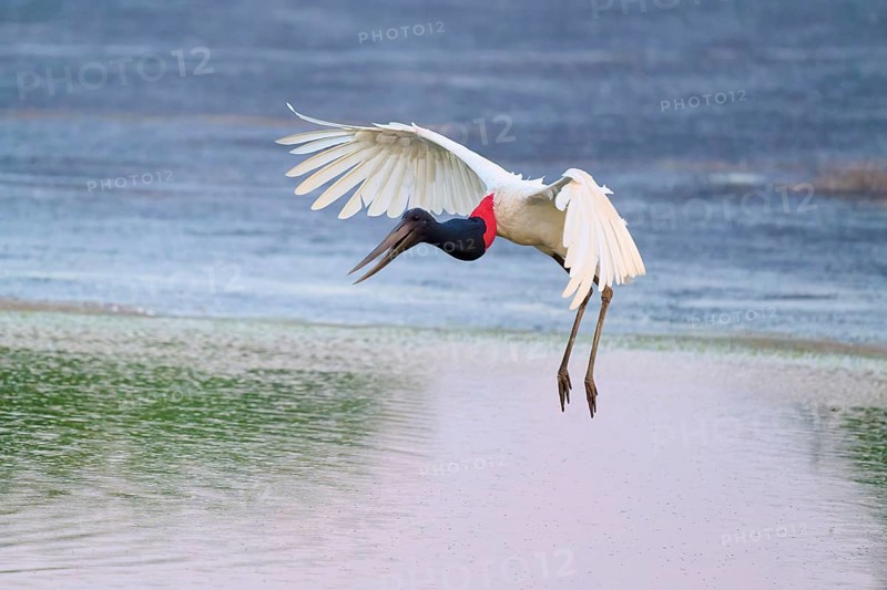 A bird flies in an elegant arc over the water, Jabiru (Jabiru mycteria), Pantanal, Mato Grosso, Brazil