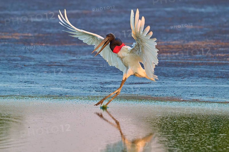 A bird in graceful flight just above the water surface in the sunlight, Jabiru (Jabiru mycteria), Pantanal, Mato Grosso, Brazil