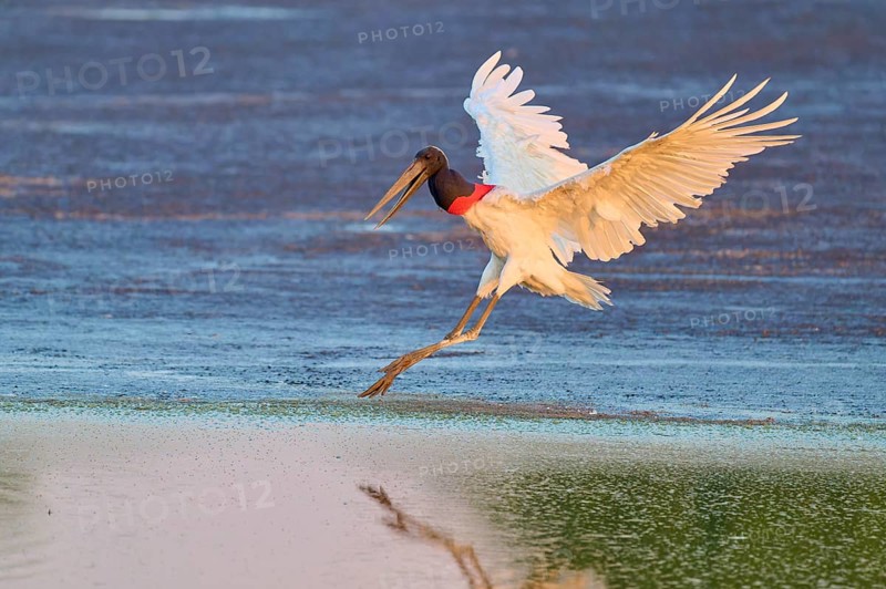 A bird with outstretched wings flies elegantly over the water at dawn, Jabiru (Jabiru mycteria), Pantanal, Mato Grosso, Brazil