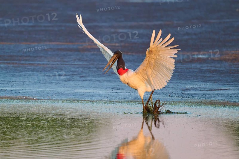 A large bird lands elegantly on the water and is reflected in it, Jabiru (Jabiru mycteria), Pantanal, Mato Grosso, Brazil