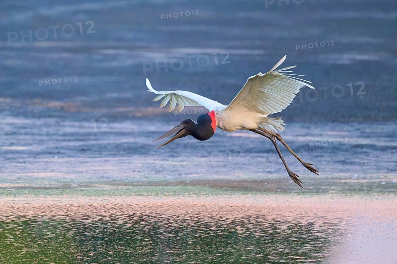 A Jabiru flying close to the water surface at sunset, Jabiru (Jabiru mycteria), Pantanal, Mato Grosso, Brazil