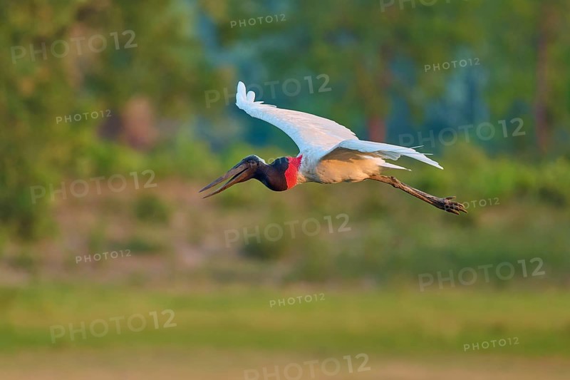 A bird flying over a green landscape in the morning light, Jabiru (Jabiru mycteria), Pantanal, Mato Grosso, Brazil