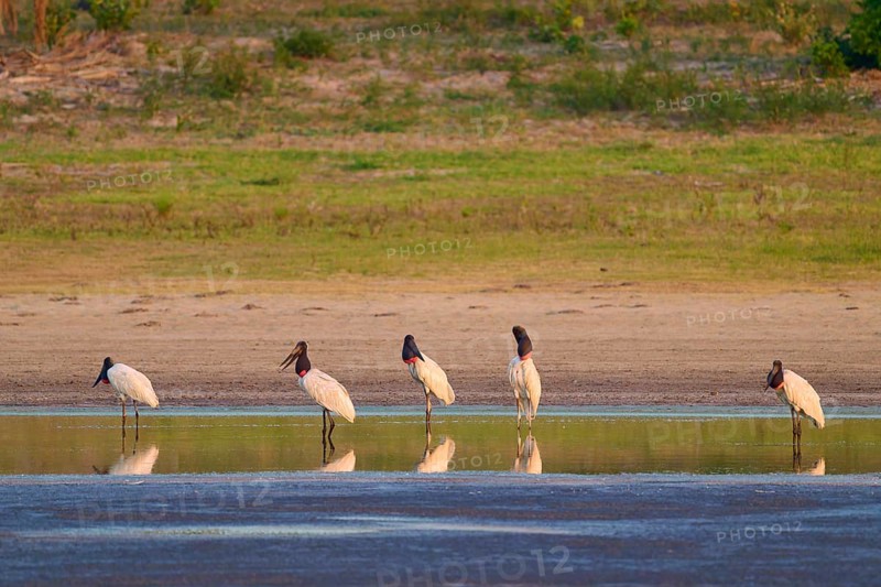 Five storks standing at the edge of a body of water in nature, their reflection visible in the calm water, Jabiru (Jabiru mycteria), Pantanal, Mato Grosso, Brazil