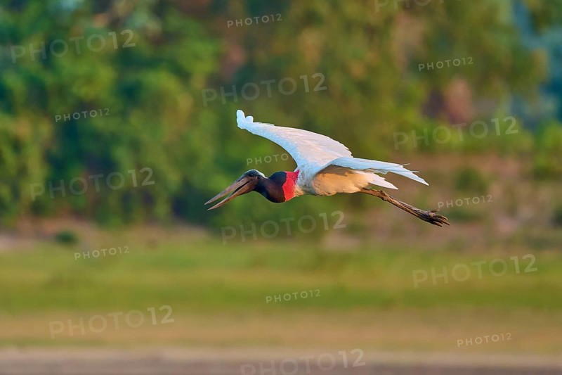 A bird flies gracefully against a blurred green background of the forest, Jabiru (Jabiru mycteria), Pantanal, Mato Grosso, Brazil