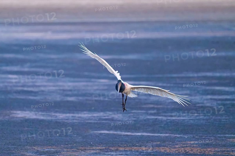 A stork flies head-on with its wings spread out towards the observer over a blue surface, Jabiru (Jabiru mycteria), Pantanal, Mato Grosso, Brazil
