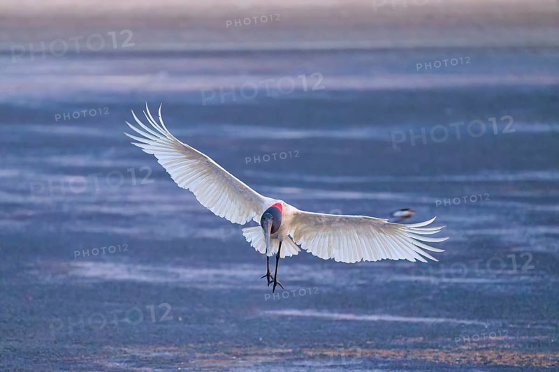 A stork flies with outstretched wings just above a dark blue water surface, Jabiru (Jabiru mycteria), Pantanal, Mato Grosso, Brazil