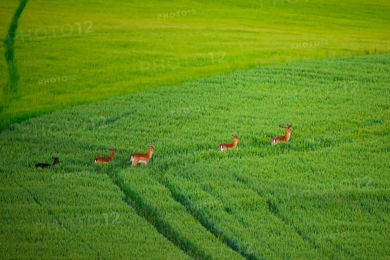 A group of fallow deer (Dama dama) running through a large green grain field Field, Osnabrücker Land, Wiehengebirge, Lower Saxony, Germany