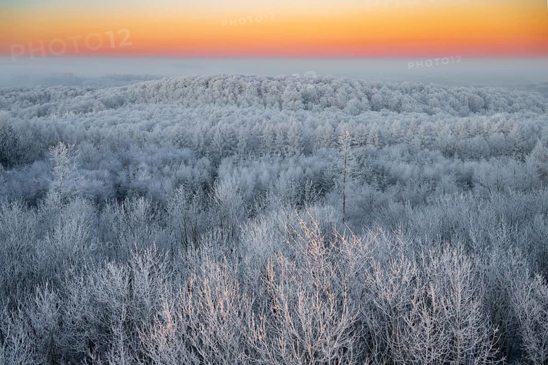 Snowy forest under a bright morning sky in warm tones in the Teutoburg Forest, Steinegge observation tower, Dissen, Osnabrück district, Lower Saxony, Germany