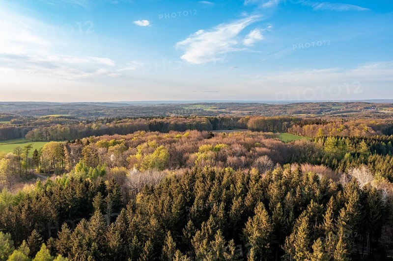 Wide forest landscape with coloured treetops under blue sky in evening light, Osnabrücker Land, Wiehen Mountains, Lower Saxony, Germany