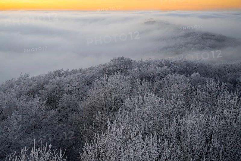 Icy treetops rise through a foggy evening sky in the Teutoburg Forest, Steinegge observation tower, Dissen, Osnabrück district, Lower Saxony, Germany