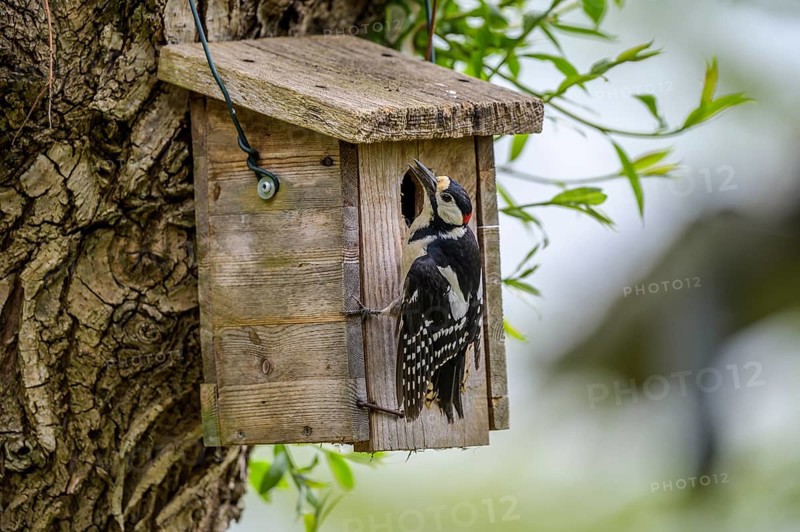 Dümmer nature park Park, Lower Saxony, Germany, A great spotted woodpecker (Dendrocopos major) sits at a wooden birdhouse, embedded in a tree trunk