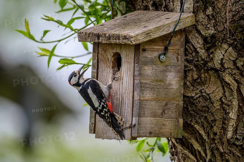 Dümmer nature park Park, Lower Saxony, Germany, A great spotted woodpecker (Dendrocopos major) sits with its beak open on a wooden birdhouse, surrounded by fresh green leaves