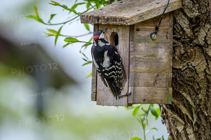 Dümmer nature park Park, Lower Saxony, Germany, Great spotted woodpecker (Dendrocopos major) inspecting a birdhouse on a tree surrounded by fresh greenery