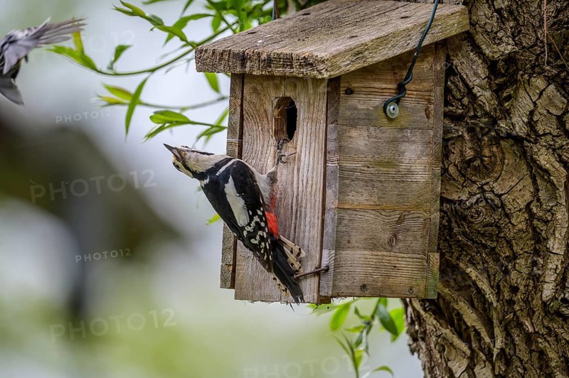 Dümmer nature park Park, Lower Saxony, Germany, A great spotted woodpecker (Dendrocopos major) spreads its wings on a wooden birdhouse on a tree trunk