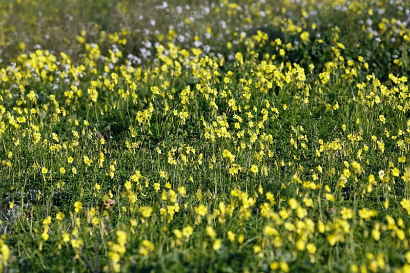 Carpet of flowers, yellow flower meadow in winter, Bermuda buttercup (Oxalis pes-caprae), Segesta, Calatafimi, Trapani province, north-west, Sicily, southern Italy, Italy