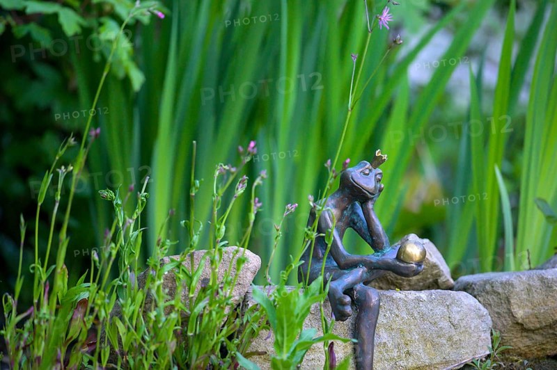 Garden sculpture of a frog frog prince surrounded by green plants and stones. Lower Saxony, Germany