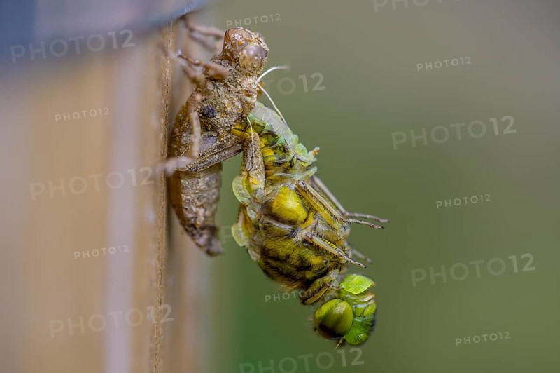 Flat-bellied dragonfly (Libellula depressa) leaving its exuviae on a wooden substrate, detailed and green, Dümmer nature park Park, Lower Saxony, Germany