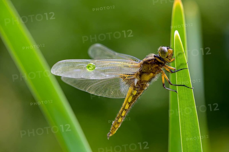 Flat belly (Libellula depressa), dragonfly sitting on a green leaf with transparent wings, clear and detailed, Dümmer nature park Park, Lower Saxony, Germany