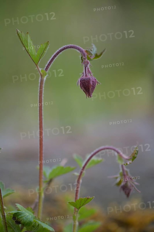 Bach clovewort (Geum rivale) inflorescence against a softly blurred background, delicately hanging flower buds on a thin stem against a soft background, Dümmer nature park Park, Lower Saxony, Germany