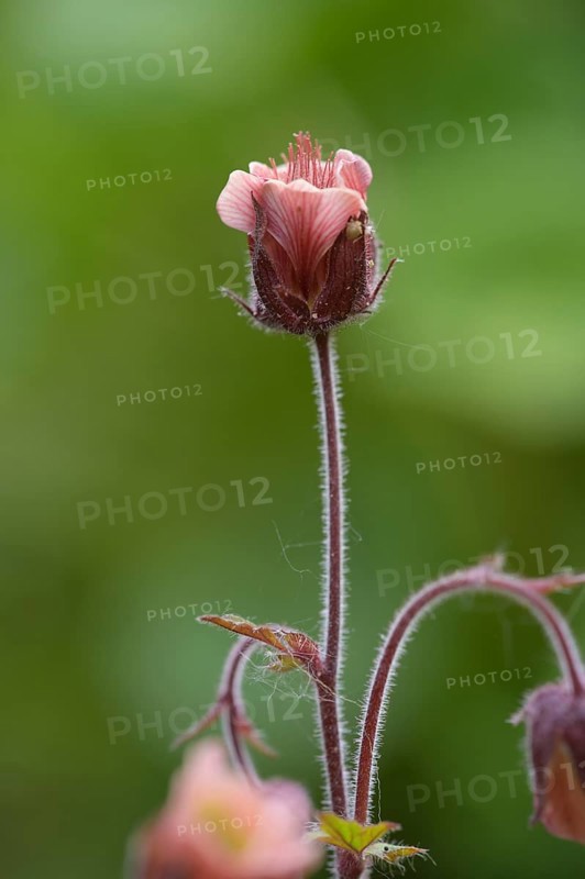 Brooklime (Geum rivale) inflorescence against a softly blurred background, single pink flower on strong stem with fine details against green background, Dümmer nature park Park, Lower Saxony, Germany