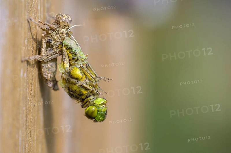 Flat-bellied dragonfly (Libellula depressa) moving away from exuviae on a wooden substrate, greatly enlarged, Dümmer nature park Park, Lower Saxony, Germany