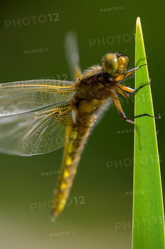 Flat belly (Libellula depressa), dragonfly with yellow stripes on wings on a green leaf, clear details, Dümmer nature park Park, Lower Saxony, Germany