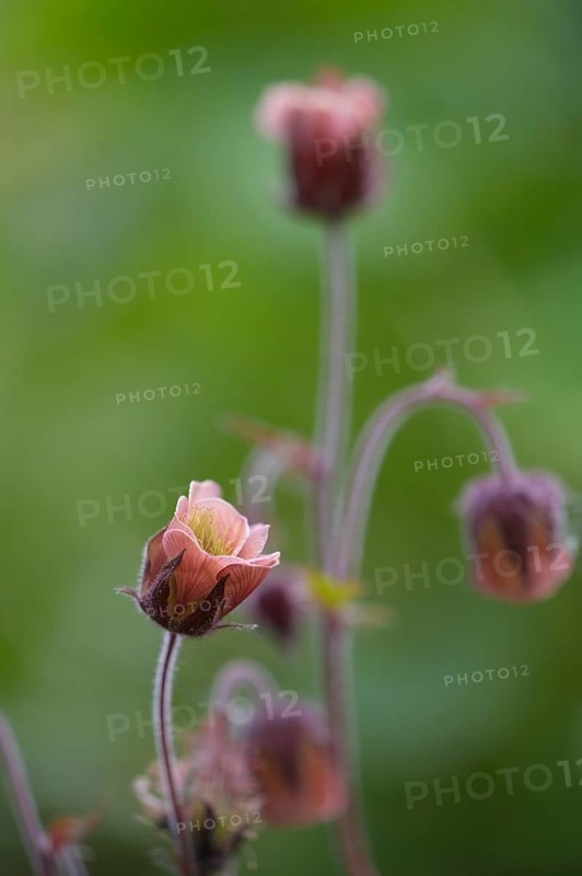 Brooklime (Geum rivale) inflorescence against a softly blurred background, pink flower head in full bloom with delicate stems, soft background, Dümmer nature park Park, Lower Saxony, Germany