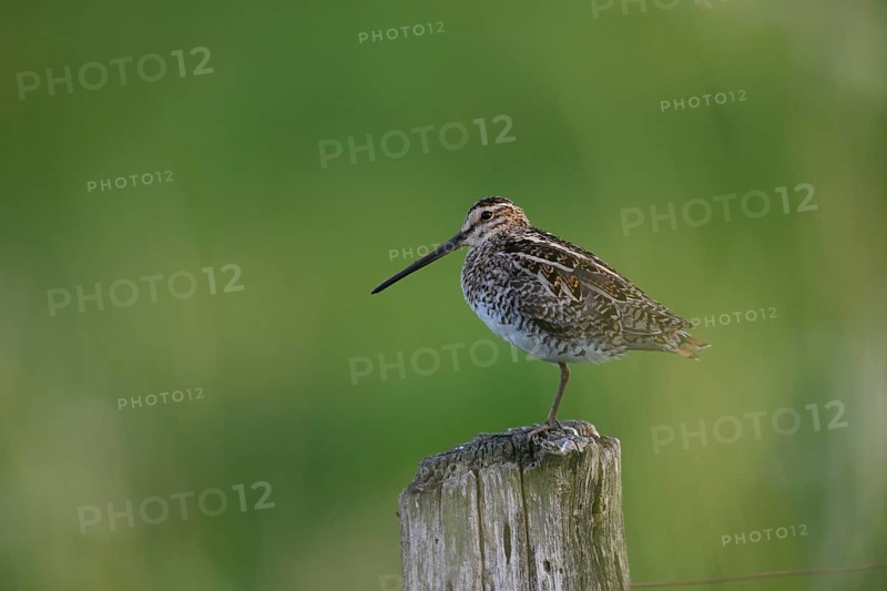 Stemshorn, Lower Saxony, Germany, A common snipe (Gallinago gallinago) with a long beak stands on a wooden post