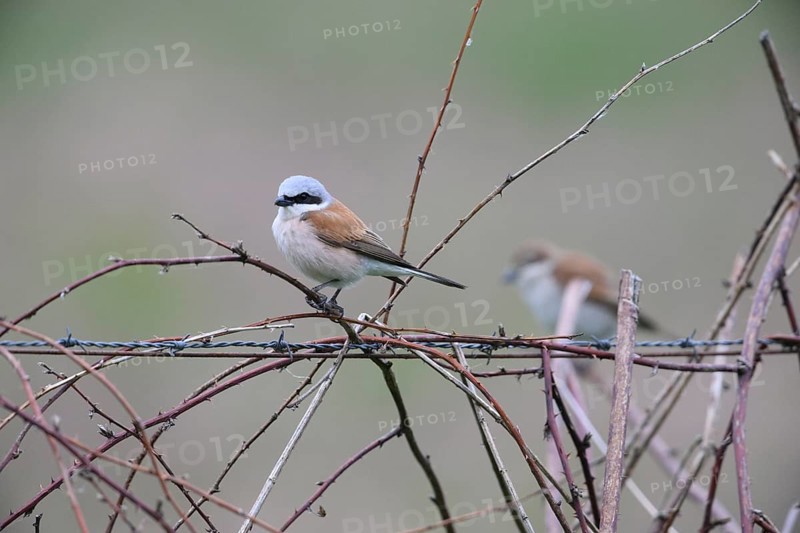 Damme, Lower Saxony, Germany, Two Red-backed Shrikes (Lanius collurio) sitting on branches and a wire in a natural environment