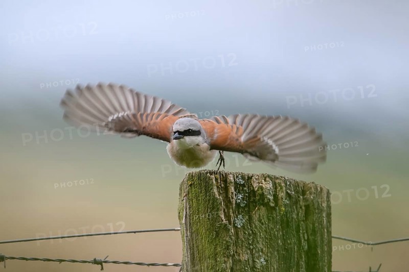 Damme, Lower Saxony, Germany, A Red-backed Shrike (Lanius collurio) flies with outstretched wings over a wooden post