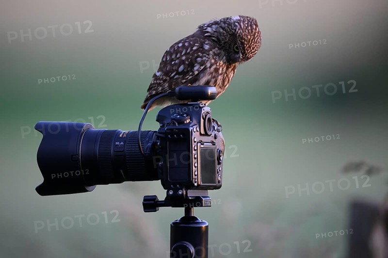 A pensive little owl (Athene noctua) on a camera on a tripod, captured in soft light and natural surroundings