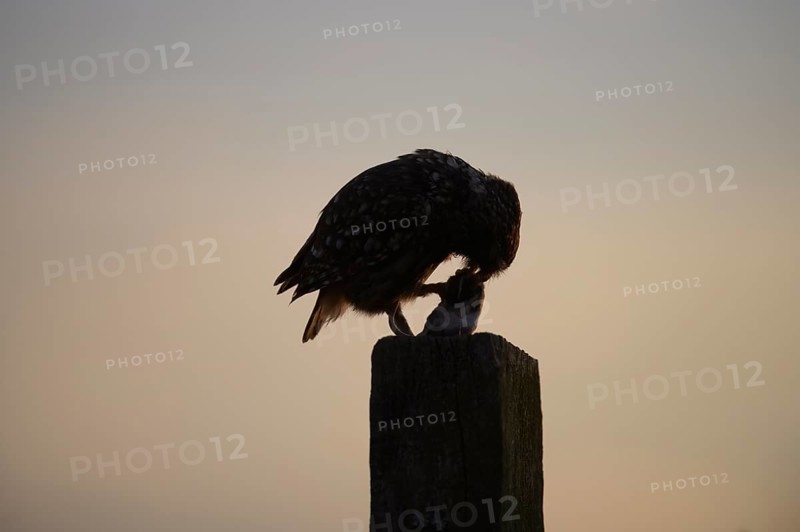 A little owl (Athene noctua) silhouetted on a post at dusk, Teutoburg Forest, Lower Saxony, Germany