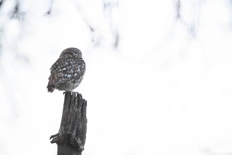A little owl (Athene noctua) sits quietly on an old willow pole against a light-coloured background, Teutoburg Forest, Lower Saxony, Germany