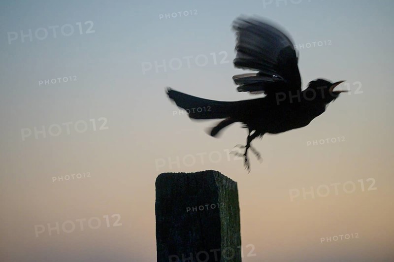 Blackbird (Turdus merula) takes off from a pole, flies into the night sky, Teutoburg Forest, Lower Saxony, Germany