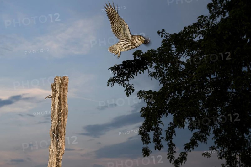 A little owl (Athene noctua) flies off a post, tree silhouetted against the evening sky, Teutoburg Forest, Lower Saxony, Germany