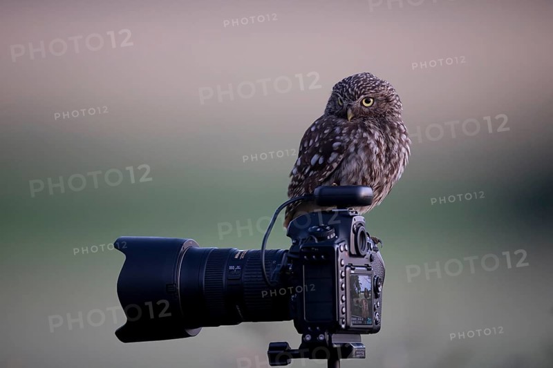 A little owl (Athene noctua) observed from a camera on a tripod, surrounded by natural morning light, Teutoburg Forest, Lower Saxony, Germany