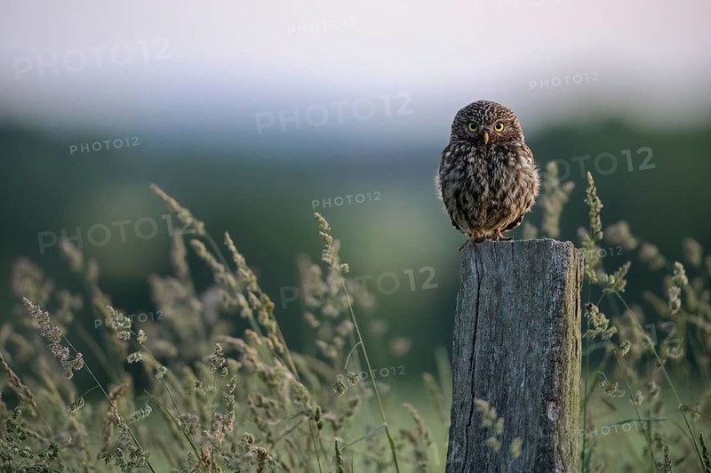 A little owl (Athene noctua) on a pole, surrounded by tall grass and soft evening light, Teutoburg Forest, Lower Saxony, Germany