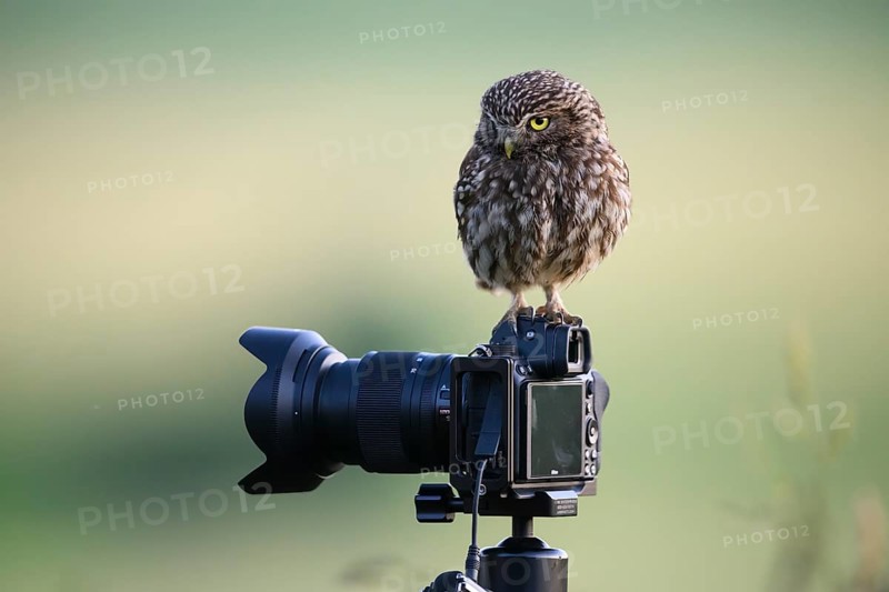 A little owl (Athene noctua) perched on a camera on a tripod in a natural environment with a green, blurred background