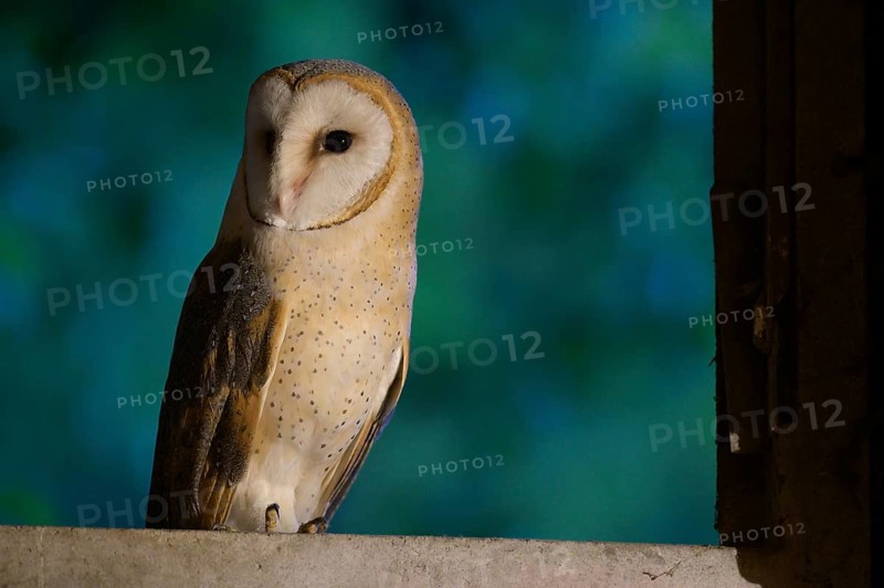 Barn owl (Tyto alba) sitting on a windowsill at night, background in blue, Teutoburg Forest, Lower Saxony, Germany