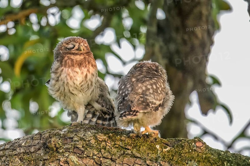 Two young little owls (Athene noctua) sitting on a branch, one of them sleeping, surrounded by green leaves, on a meadow orchard, Teutoburg Forest, Lower Saxony, Germany
