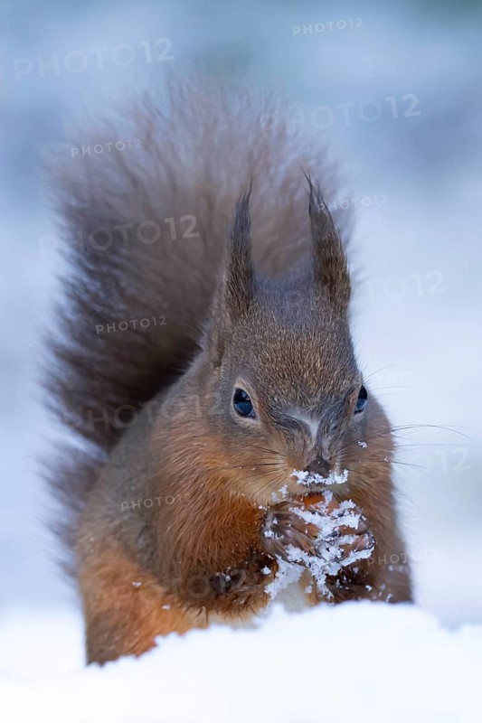 Red squirrel (Sciurus vulgaris) adult animal eating a hazel nut in snow in winter, England, United Kingdom