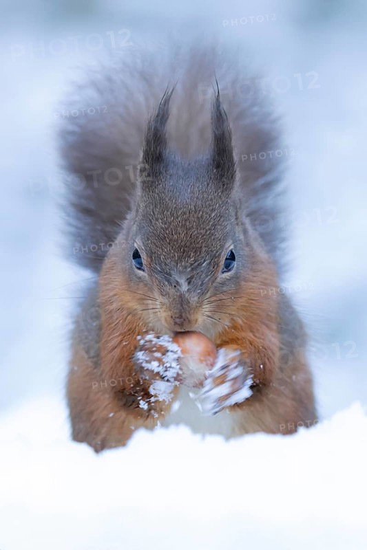 Red squirrel (Sciurus vulgaris) adult animal feeding on a hazel nut in a snow covered woodland in winter, England, United Kingdom