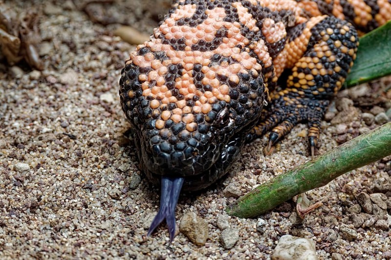 Animal portrait, Gila crustose lizard (Heloderma suspectum), representative of the crustose lizards (Helodermatidae), pangolins, captive, occurrence all continents