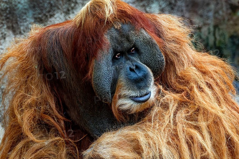 Animal portrait, Bornean orangutan (pongo pygmaeus), animal portrait of a male, adult, captive, distribution Borneo